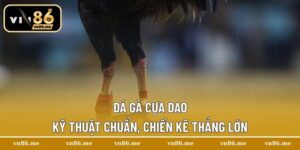 Đá gà cựa dao
