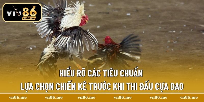 Hiểu rõ các tiêu chuẩn lựa chọn chiến kê trước khi thi đấu cựa dao