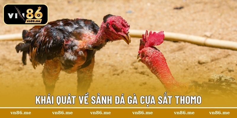 Khái quát về sảnh đá gà cựa sắt Thomo