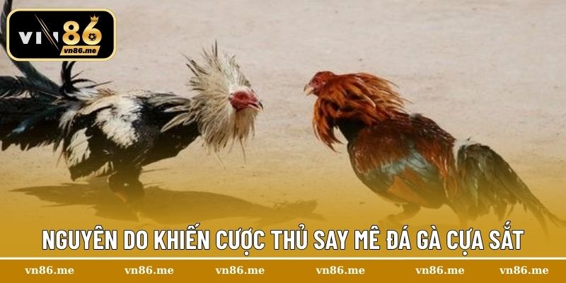Nguyên do khiến cược thủ say mê đá gà cựa sắt