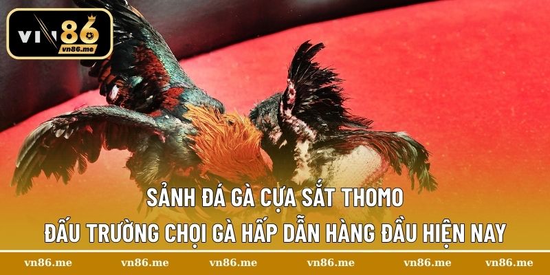 Sảnh đá gà cựa sắt Thomo – Đấu trường chọi gà hấp dẫn hàng đầu hiện nay