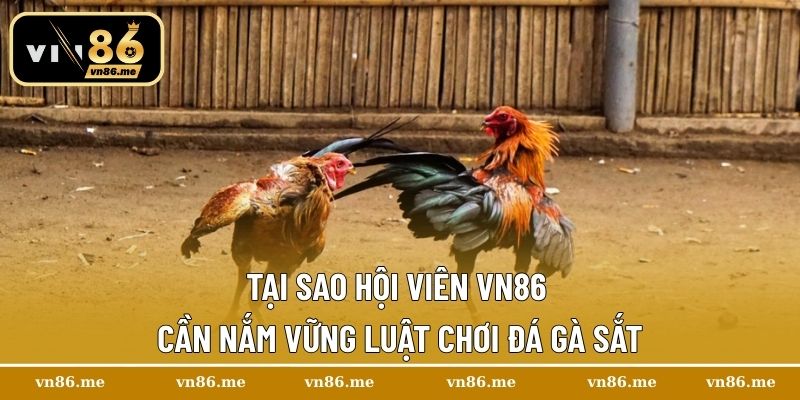 Tại sao hội viên Vn86 cần nắm vững luật chơi đá gà sắt