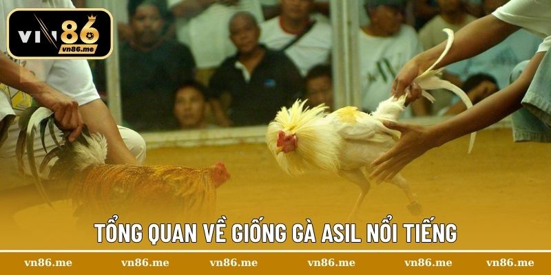 Tổng quan về giống gà Asil nổi tiếng